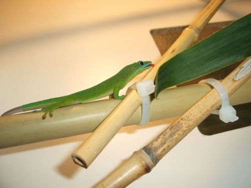 Phelsuma flavigularis